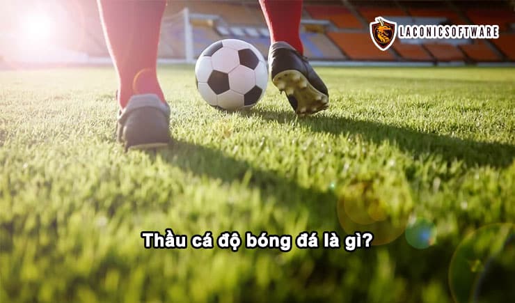 Thầu cá độ bóng đá là gì? Những mẹo hay để có lời từ việc này